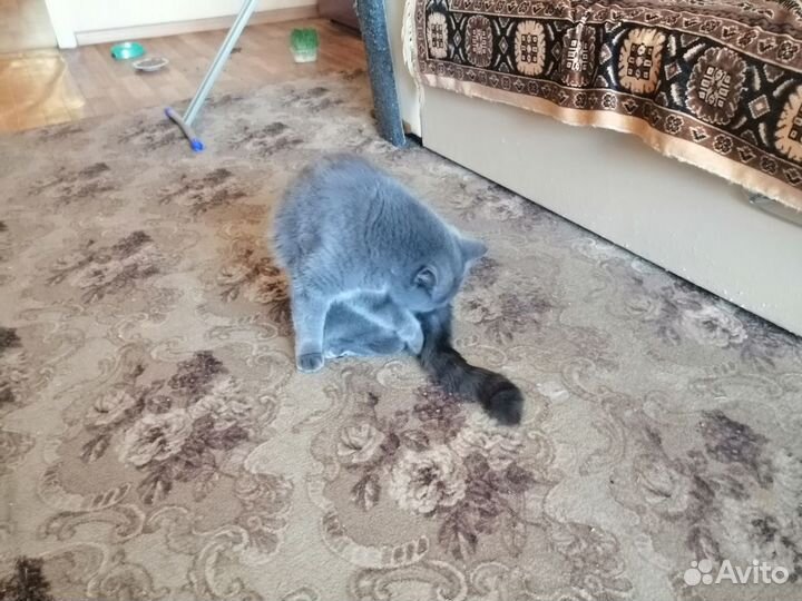 Кошка в добрые руки