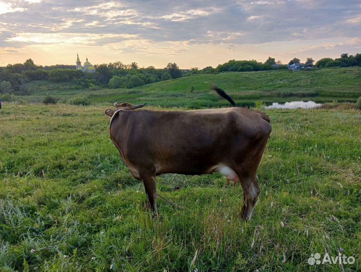 Корова дойная