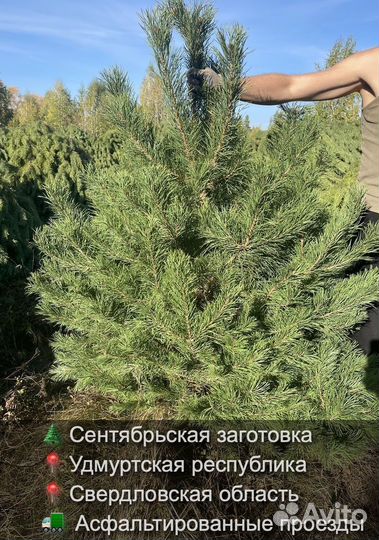 Сосна сентябрьская пушистая оптом