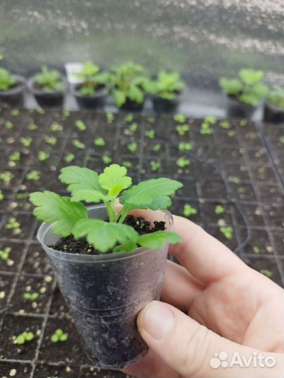 Растения для сада