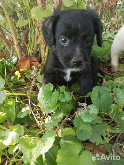 Маленькие собачки