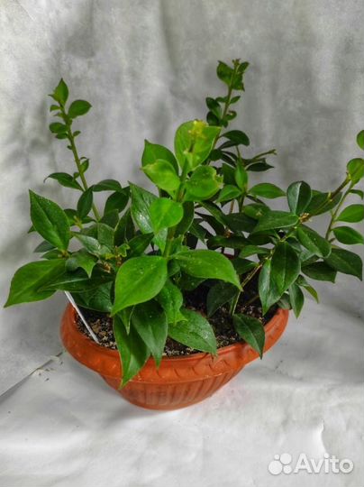 Золотая рыбка