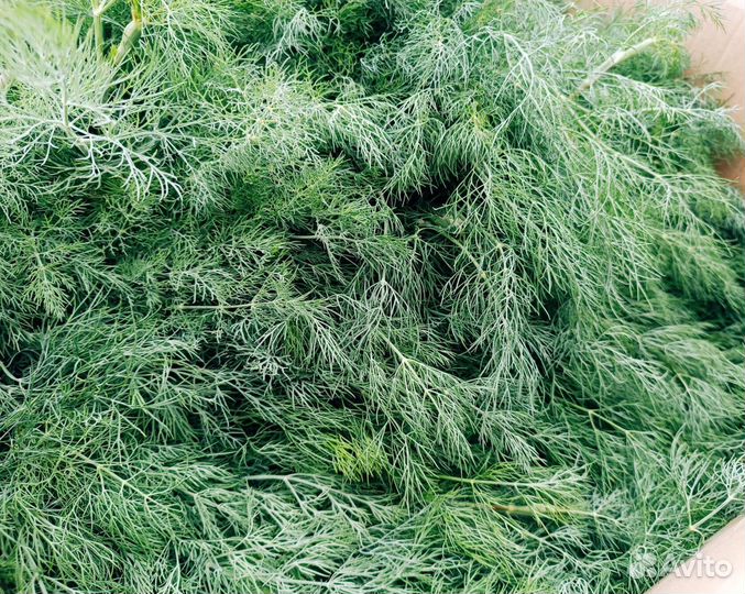 Укроп свежий