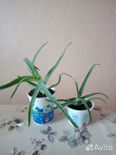 Алоэ, алоэ вера