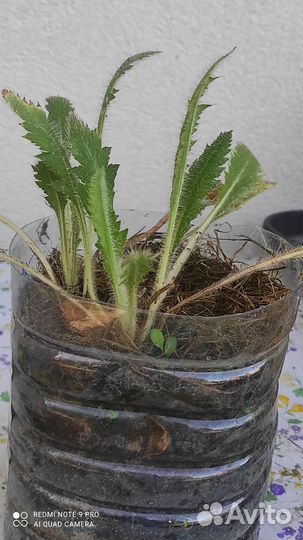 Медуница сахарная, Мак восточный, калина Бульдонеж