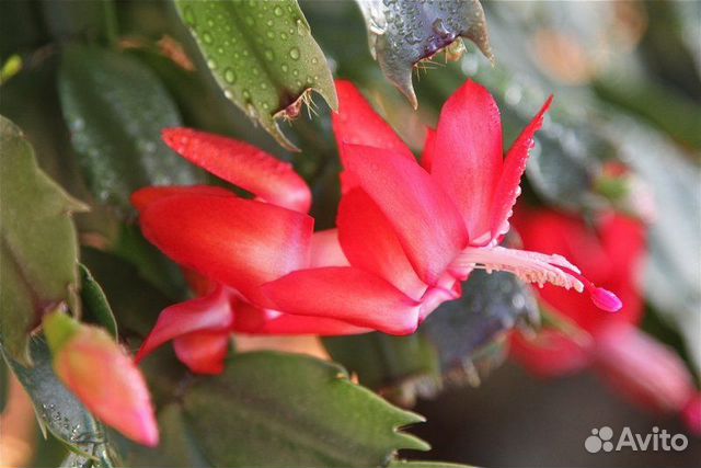 Цветок декабрист