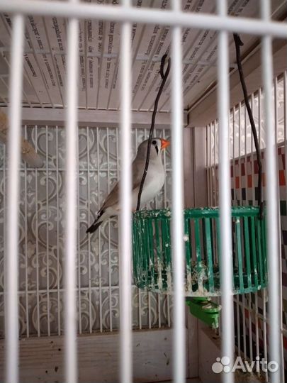 Австралийский амадин, девочка 1,5 года