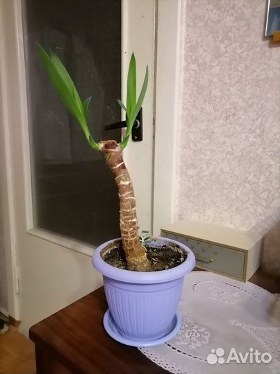 Юкка и каланхоэ