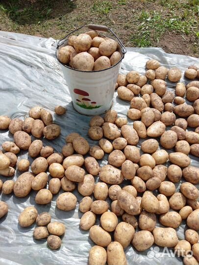 Продам картофель