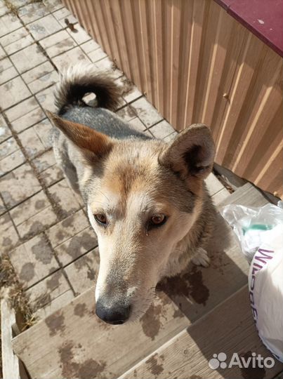 Отдам в хорошие руки собаку