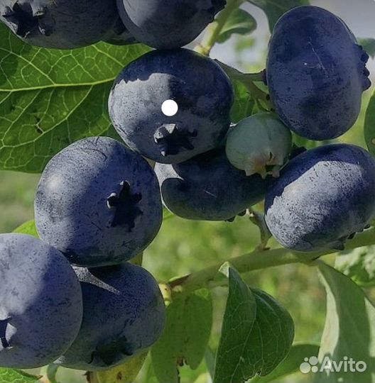 Саженцы голубики и клюквы садовой