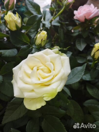 Бордюрные розы зкс