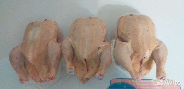 Куры бройлеры тушки мясо