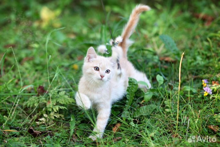 Персиковый котенок в добрые руки