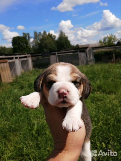 Бигль щенки, питомник, рассрочка