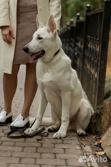 Фотосессия с собакой