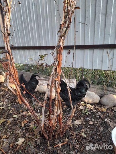 Петухи ухейилюй (4 мес) и виандоты (3 мес)