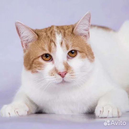 Кошечку Зину никто не замечает