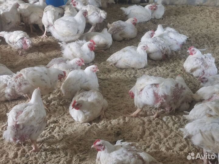 Бройлер в январе