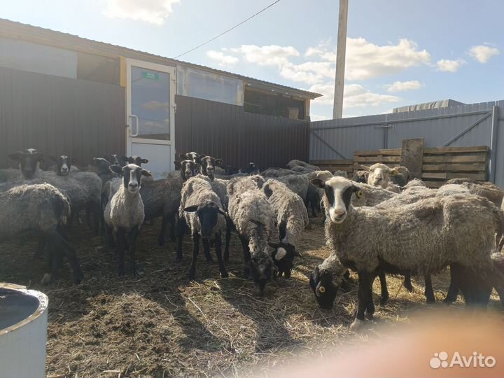 Бараны оптом