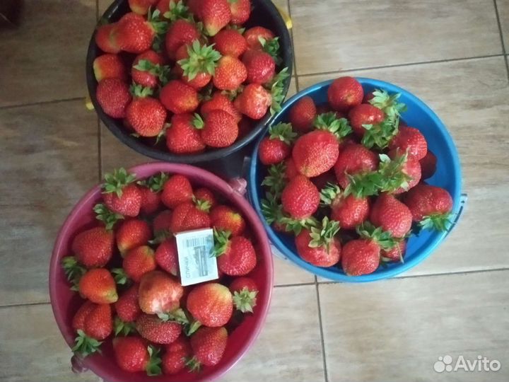 Рассада клубники Азия