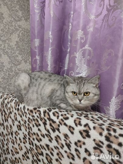 Британская кошка