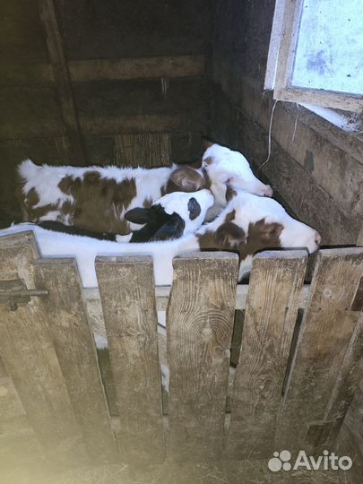 Телята бычки 10-15 дней