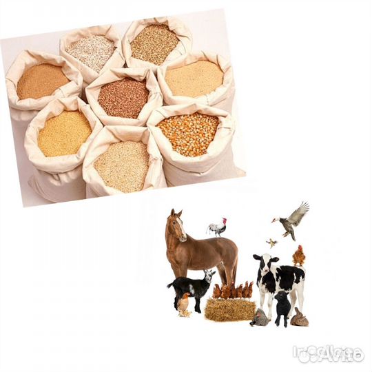 Корма для животных