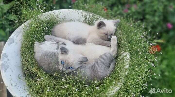 Сиамские котята