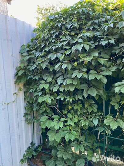 Девичий виноград 3м+ на колоннах в горшках 40 л