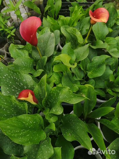 Каллы цветушие