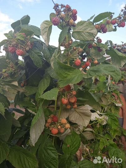 Саженцы малины ремонтантной