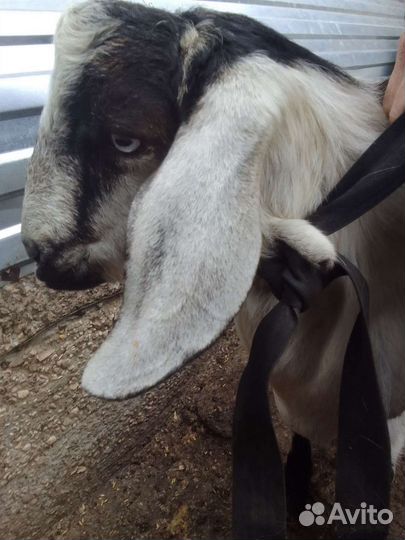 Козел англо-нуб