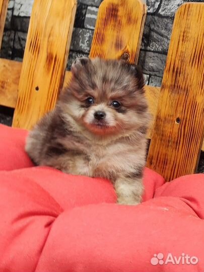 Шпиц голубой мерле