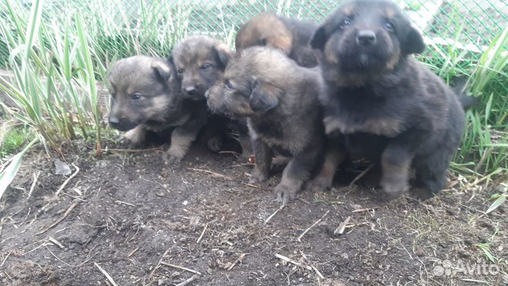 Отдам бесплатно животные