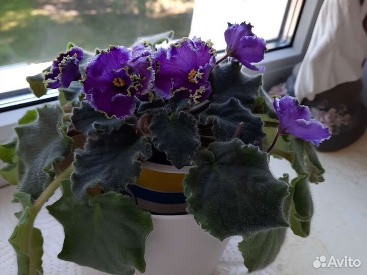 Сортовые фиалки и не только