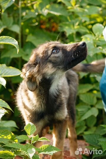 Щенок в добрые руки бесплатно