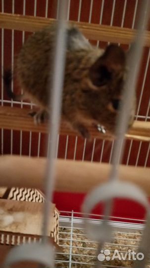 Белки Дегу(Чилийские белки)