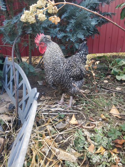 Молодые петухи