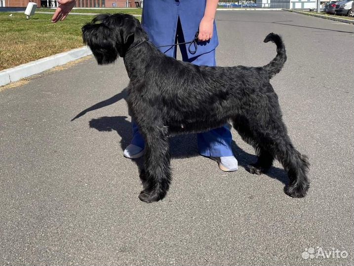 Ризеншнауцер