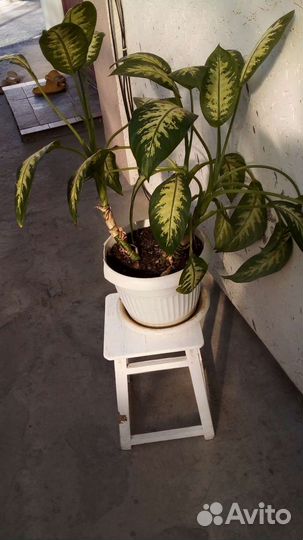 Комнатные цветы