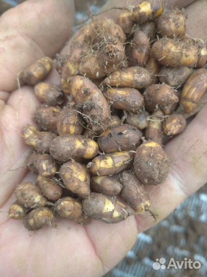 Земляной орех, миндаль Чуфа