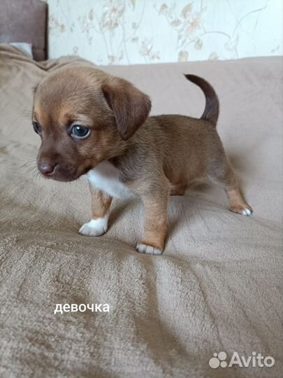 Той-терьер щенки