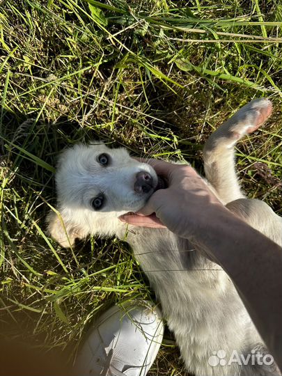 Щенки в дар