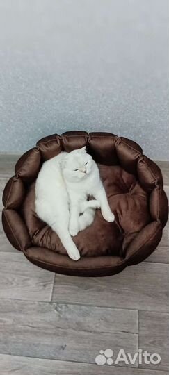 Лежанки, матрасики, автогамак для собак и кошек