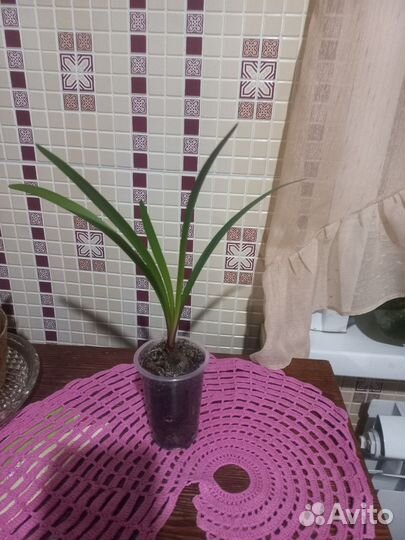 Валотта(Амарилис)