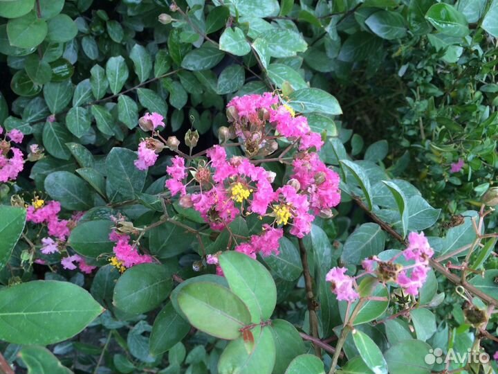 Лагерстремия, или Индийская сирень