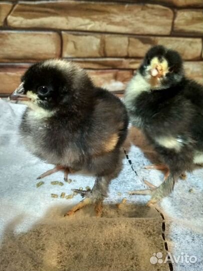 Цыплята породных кур