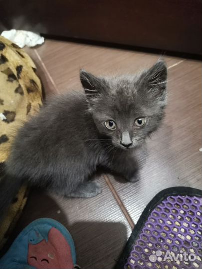 Котенок котик