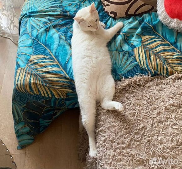 Отдам кота в добрые руки